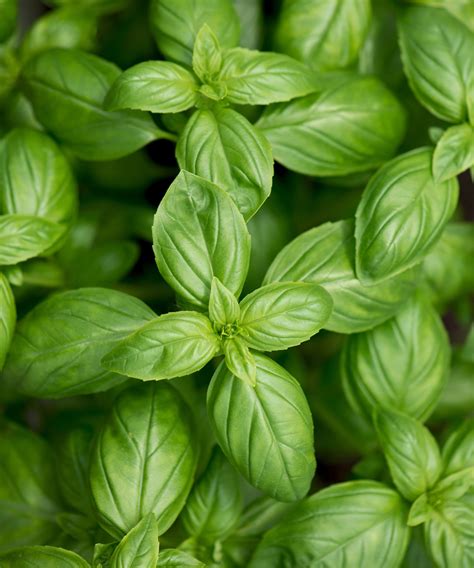 Basil Seeds for planting