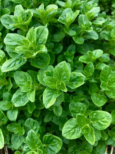 Oregano Seeds for planting