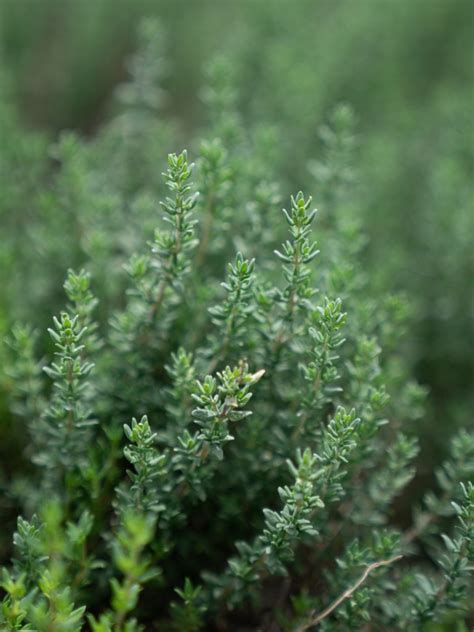 Thyme Seeds for planting