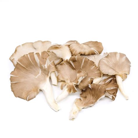 Dried Oyster Mushrooms